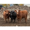 Image 3 : Avos Farms - 970# October Delivery Heifers - 64 Head (MacKay, AB)