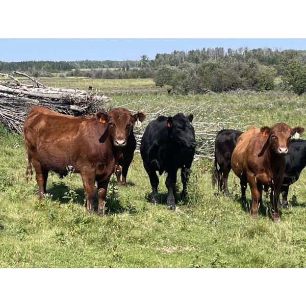 Lone Star Cattle Co. - 1040# Sept/Oct Delivery Grass Steers - 390 Head (Buck Lake, AB)