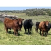 Image 1 : Lone Star Cattle Co. - 1040# Sept/Oct Delivery Grass Steers - 390 Head (Buck Lake, AB)