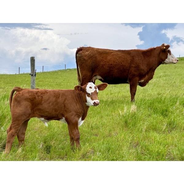 Pine Ranch Ltd. - 500# November Delivery Steer Calves - 95 Head (Morse, SK) VBP+