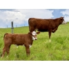 Image 1 : Pine Ranch Ltd. - 500# November Delivery Steer Calves - 95 Head (Morse, SK) VBP+