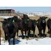 Image 4 : Ray Torkelson - 725# May Delivery Heifers - 80 Head (Millicent, AB)