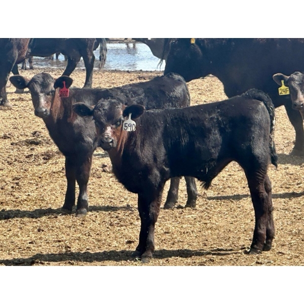 Schunicht Farms - 700# Dec/Jan Delivery Weaned Steers - 80 Head (Strathmore, AB)