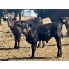 Image 1 : Schunicht Farms - 700# Dec/Jan Delivery Weaned Steers - 80 Head (Strathmore, AB)
