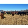 Image 8 : Stellar Farms - 700# November Steer Calves - 172 Head (Moosehorn, MB) VBP+