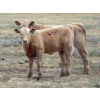 Image 2 : Wolfer Ranching/Wolfer Cattle Co. - 575# October Delivery Heifer Calves - 60 Head (Tilley, AB)