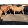 Image 3 : Turtleview Livestock - 900# June Delivery Steers - 56 Head (Goodlands, MB)