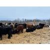 Image 4 : Franklin Cattle Co. - 575# December Weaned Steers - 95 Head (Marwayne, AB)