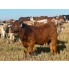 Image 23 : Darcy, Colton & Blake Reinhardt - 700# October Delivery Steer Calves - 88 Head (Nightingale, AB)