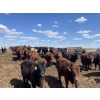 Image 3 : Aart Beekman - 1050# May Delivery Steers - 85 Head (Readymade, AB)