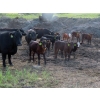 Image 3 : Knapp Farms - 530# October Delivery Steer Calves - 150 Head (Southey, SK)