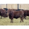 Image 4 : Resch Ranch - 950# March Weaned Steers - 195 Head (Leader, SK) VBP+
