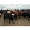 Image 5 : Lamb Cattle Co. - 950# Sept/Oct Delivery Grass Heifers - 390 Head (Drake, AB)