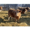 Image 9 : Stankievech Ranches - 770# January Delivery Steers - 80 Head (Trochu, AB)