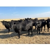 Image 2 : Boggy Springs Ranch - 1050# September Delivery Grass Heifers - 85 Head (Maple Creek, SK)