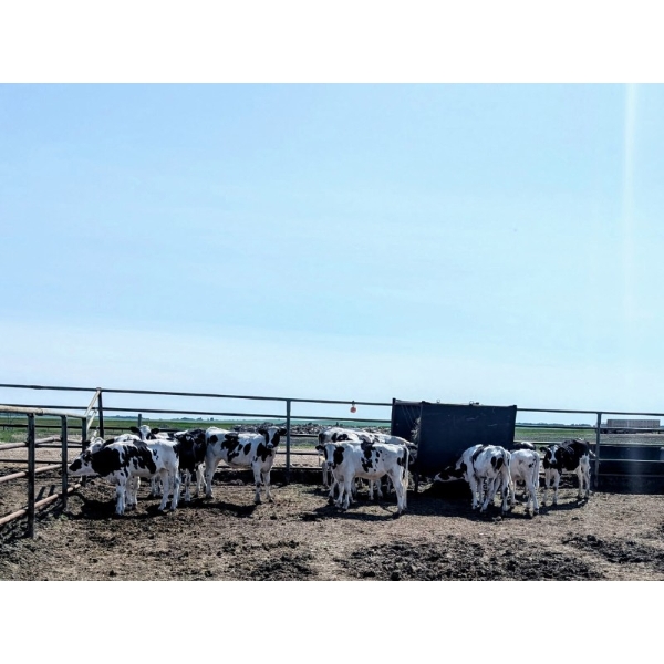 Camrose Colony - 530# Holstein Steers - 14 Head (Camrose, AB)