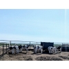 Image 1 : Camrose Colony - 530# Holstein Steers - 14 Head (Camrose, AB)