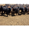 Image 11 : M.S. MacLean Livestock - 950# May Delivery Steers - 98 Head (Coaldale, AB)