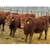 Image 3 : RBD Ranch - 950# January Delivery Steers - 65 Head (Milestone, SK)