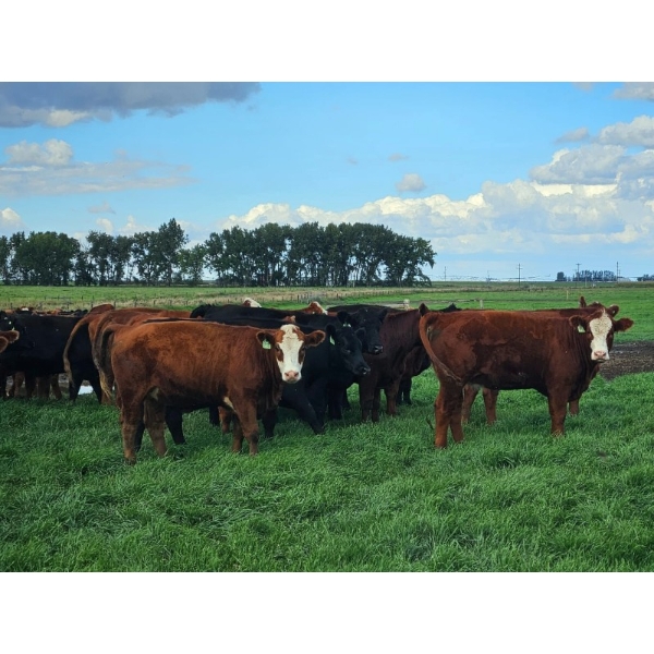 C.O. Johnson & Sons Ranches - 915# September Delivery Grass Heifers - 100 Head (Scandia, AB)