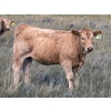 Image 5 : Holst Farms Ltd. - 570# October Delivery Heifer Calves - 30 Head (Hays, AB)