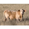Image 4 : Holst Farms Ltd. - 600# October Delivery Steer Calves - 30 Head (Hays, AB)