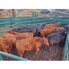 Image 4 : John Lindquist/Haynes Ranch - 610# November Delivery Steer Calves - 80 Head (Rock Creek, BC)