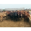 Image 6 : Chipping Hill Cattle Co. - 1025# September Yearling Steers - 60 Head (MacGregor, MB)
