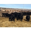 Image 4 : Babcock Livestock - 830# February Delivery Steers - 73 Head (Consort, AB)