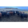 Image 4 : Wyatt & Meg Isaacson - 942# April Delivery Steers - 126 Head (Killdeer, SK)