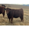 Image 7 : Rafter NZ Ranch - 22 Red X March/April Calving Bred Heifers (Pincher Creek, AB)