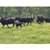 Image 8 : Hines Ranching Co. Ltd. - 525# November Delivery Steer Calves - 100 Head (Marwayne, AB)