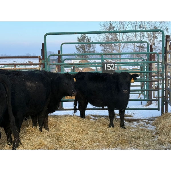 Armstrong Family Ranch - 9 Heifers (Pen 152)