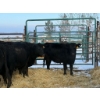 Image 1 : Armstrong Family Ranch - 9 Heifers (Pen 152)