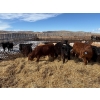 Image 7 : Lowe Ranches - 614# March Delivery Steers - 25 Head (Nanton, AB)