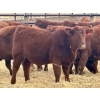 Image 4 : Meyer Cattle Inc. - 650# December Delivery Weaned Heifers - 95 Head (Lethbridge, AB)