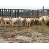 Image 1 : Reilly Lake Ranching - 890# February Delivery Weaned Heifers - 75 Head (Lloydminster, AB)