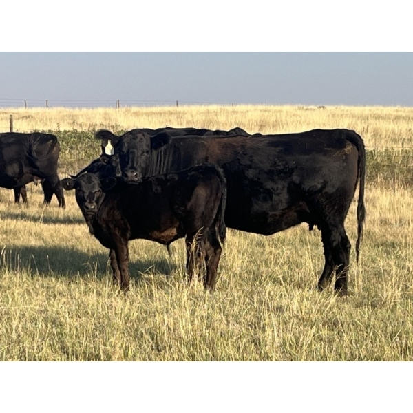 Dar-Lin Ranching - 460# November Delivery Steer Calves - 110 Head (Big Stone, AB)