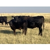 Image 1 : Dar-Lin Ranching - 460# November Delivery Steer Calves - 110 Head (Big Stone, AB)
