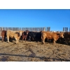 Image 2 : Dennis Herman - 950# March Delivery Steers - 66 Head (Hoadley, AB)