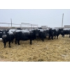 Image 2 : Jake Giesbrecht - 3 BBF Cows (Pen 430)