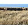 Image 2 : Block's Ranching Ltd. - 760# November Grass Steers - 71 Head (Abbey, SK)