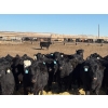 Image 7 : East Wind Farms - 950# February Delivery Steers - 75 Head (High River, AB)