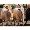 Image 4 : Merlin Torkelson - 925# June Delivery Heifers - 100 Head (Duchess, AB)