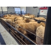Image 5 : Pat Muehlen/Dave Johnson/L+ Ranch - 565# October Delivery Steer Calves - 105 Head (Vanderhoof, BC)