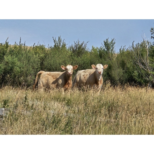 Logan Brothers (Rod, Barry & Bruce) - 675# October Delivery Heifer Calves - 80 Head (Oyen, AB)