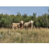 Image 1 : Logan Brothers (Rod, Barry & Bruce) - 675# October Delivery Heifer Calves - 80 Head (Oyen, AB)