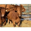 Image 2 : Duane & Austin Ashbacher - 3 Bred Heifers (Pen 148)