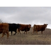 Image 11 : C & L Livestock - 29 Red Mature 3-Way Pairs (Edam, SK) VBP+