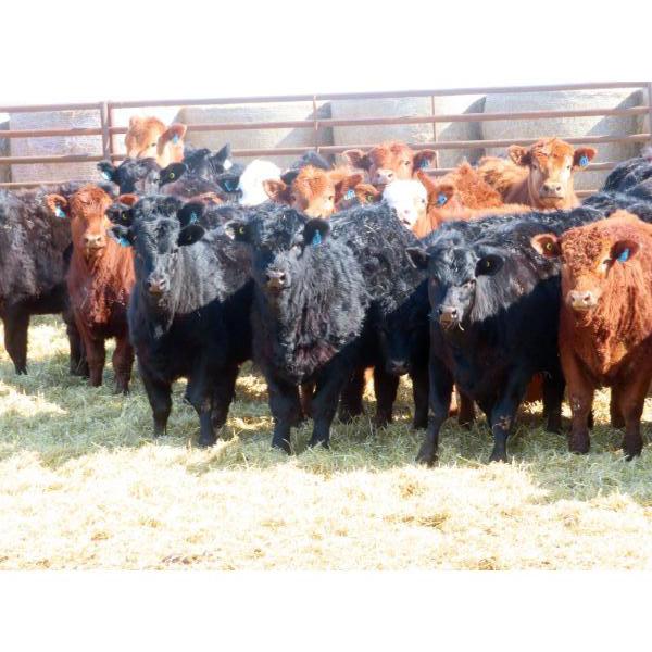 Dog River Ranch - 730# March/April Delivery Heifers - 43 Head (Corning, SK)